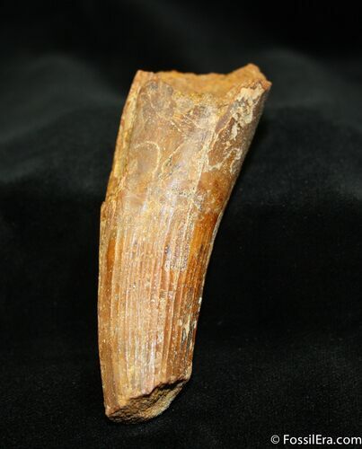 MASSIVE Partial Spinosaurus Tooth - Inches #1304